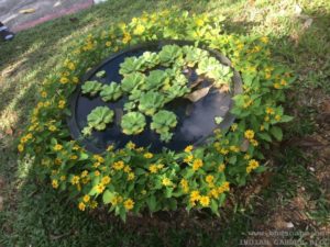 PISTIA IN POND