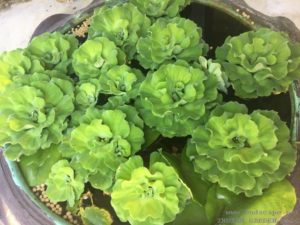 PISTIA WATER LETTUCE IN TUB THAILAND