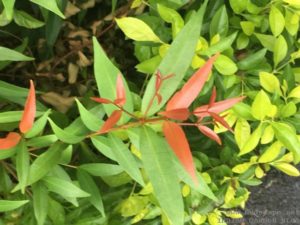 RED TIP PHOTINIA HEDGE