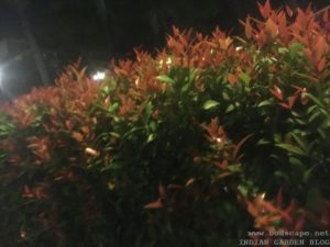 RED TIP PHOTINIA HEDGE WITH RED TIPS THAILAND