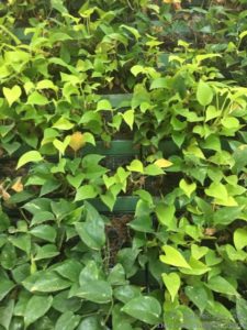 VERTICAL GARDEN PLUG POTS AIRPORT THAILAND