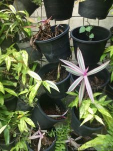 VERTICAL GARDEN USING POTS THAILAND