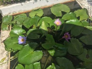 WATERLILY POND