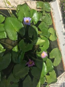 WATERLILY POND