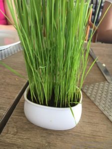 WHEATGRASS IN SMALL POT