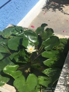 WHITE WATERLILY