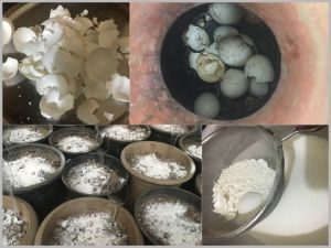 eggshell uses in the garden article