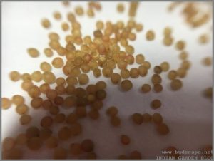 AMARANTHUS SEED CLOSE UP