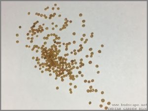 AMARANTHUS SEEDS IDENTIFICATION