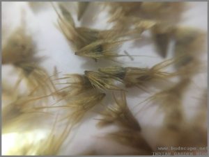 GAILLARDIA SEED CLOSE UP