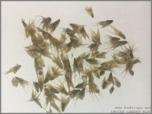 GAILLARDIA SEED IDENTIFICATION