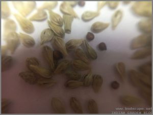 GOMPHRENA SEED CLOSE UP