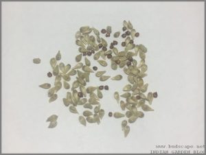 GOMPHRENA SEED IDENTIFICATION