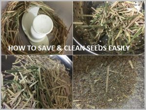 HOW TO SAVE SEEDS