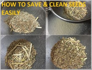 HOW TO SAVE SEEDS & CLEAN