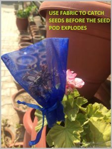 HOW TO SAVE SEEDS - COVER SEED POD WITH FABRIC TO CATCH SEEDS