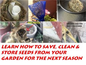 HOW TO SAVE SEEDS FOR NEXT YEAR