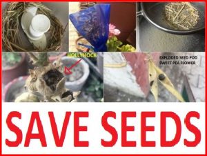 HOW TO SAVE SEEDS FOR NEXT YEAR