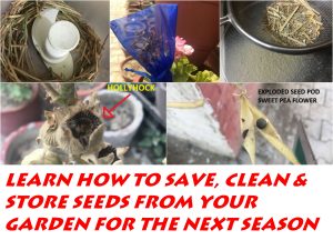 HOW TO SAVE SEEDS FOR NEXT YEAR 1