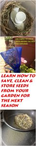 HOW TO SAVE SEEDS FOR NEXT YEAR PINTEREST