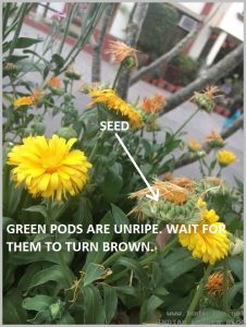 HOW TO SAVE SEEDS - GREEN SEED POD CALENDULA