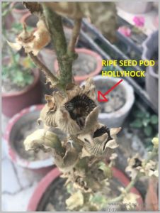 HOW TO SAVE SEEDS - MATURE SEED POD HOLLYHOCK