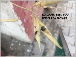 HOW TO SAVE SEEDS - RIPE SEED POD SWEET PEA