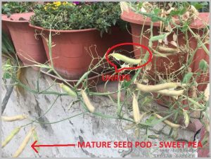 HOW TO SAVE SEEDS - SWEET PEA SEED PODS