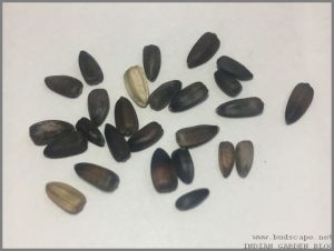 RED SUNFLOWER SEEDS IDENTIFICATION