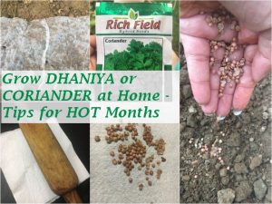 grow dhaniya coriander home hot summer months