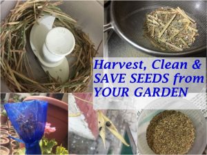 save seeds from your garden for next year