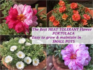 best heat tolerant flower india portulaca