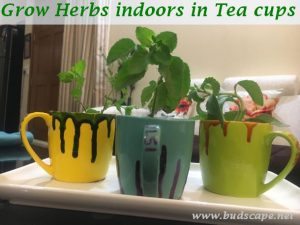 grow herbs indoors tea cups