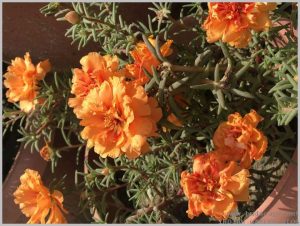 heat tolerant flower orange