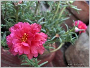 heat tolerant flower portulaca