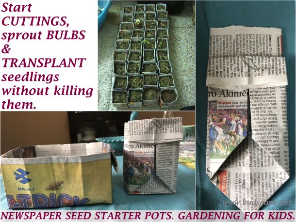 watering seedlings in newspaper pots