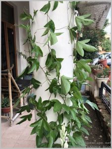 grow-passionflower-pillar