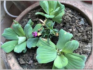 grow-pistia-soil