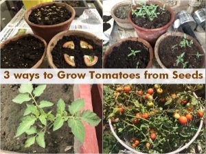 3 ways grow tomatoes home seeds