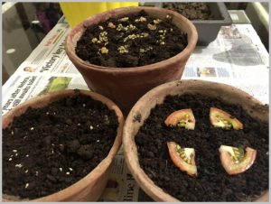 3 ways start tomato seeds home