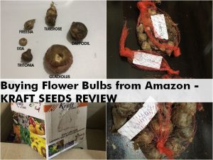 buy flower bulbs online india kraft review