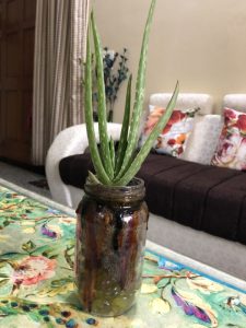 grow aloe vera indoors mason jar