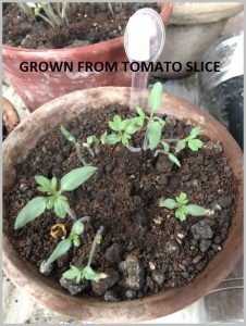 grow tomato slice home