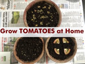 grow tomatoes from seeds