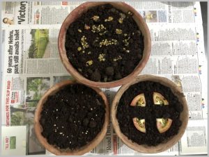 how to start tomato seeds