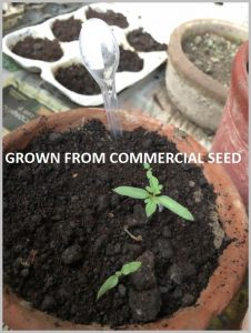 start tomato home seeds