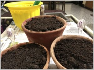 start tomato seeds home