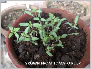 tomato seedlings pulp