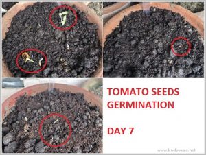 tomato seeds germination