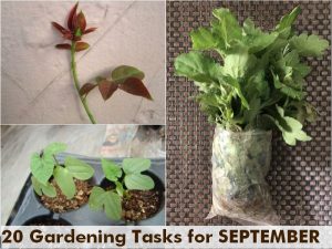 what-to-do-september-garden-tasks